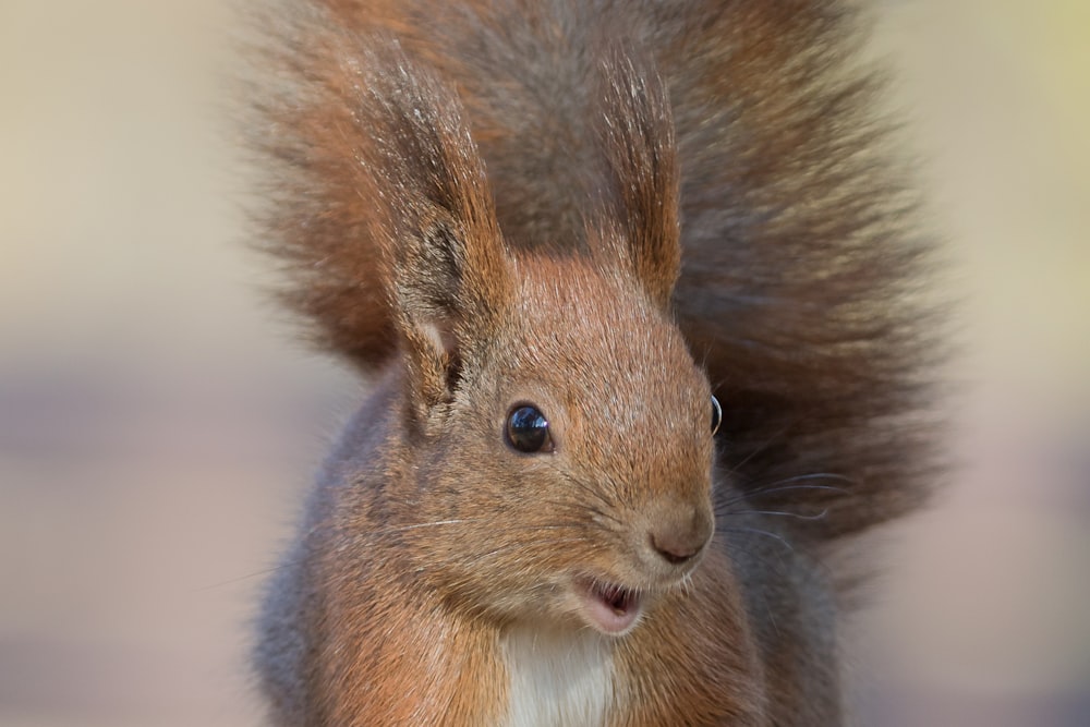brown squirrel in tilt shift lens