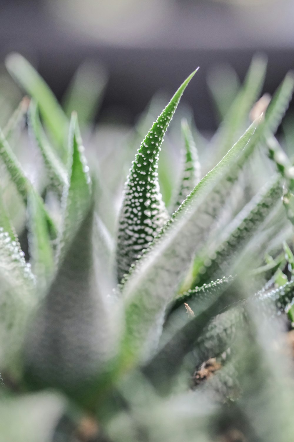 green plant in close up photography