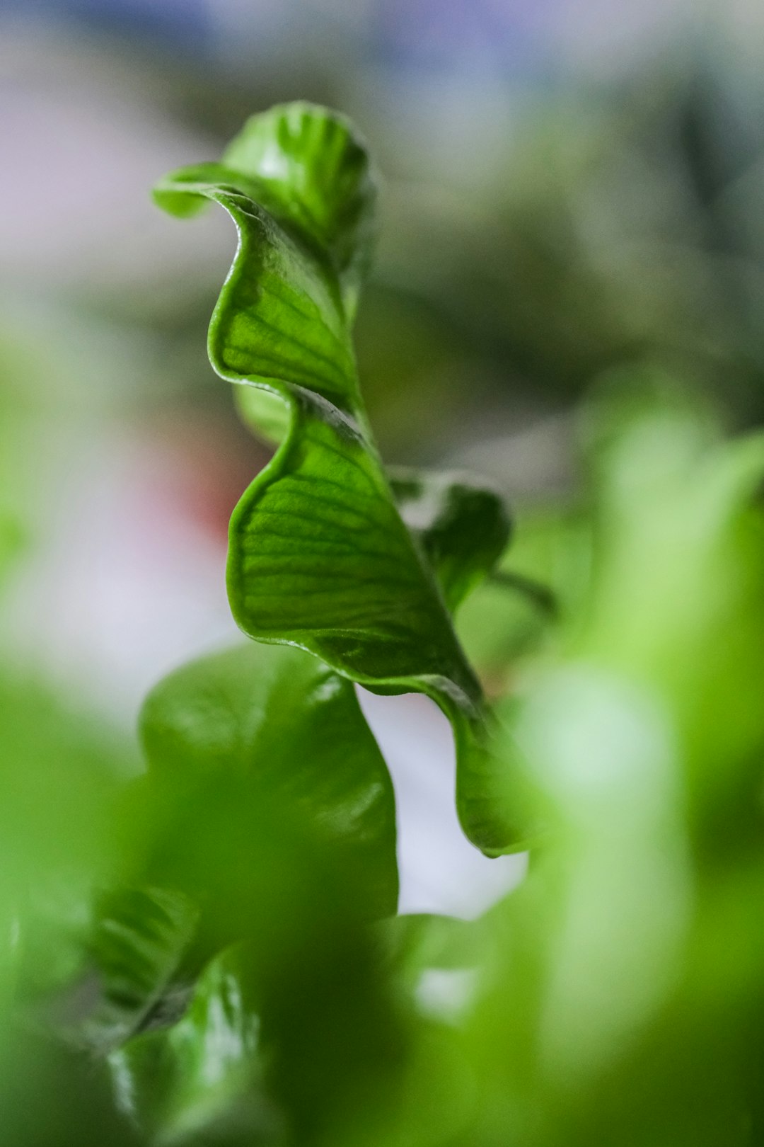 green leaf in macro photography