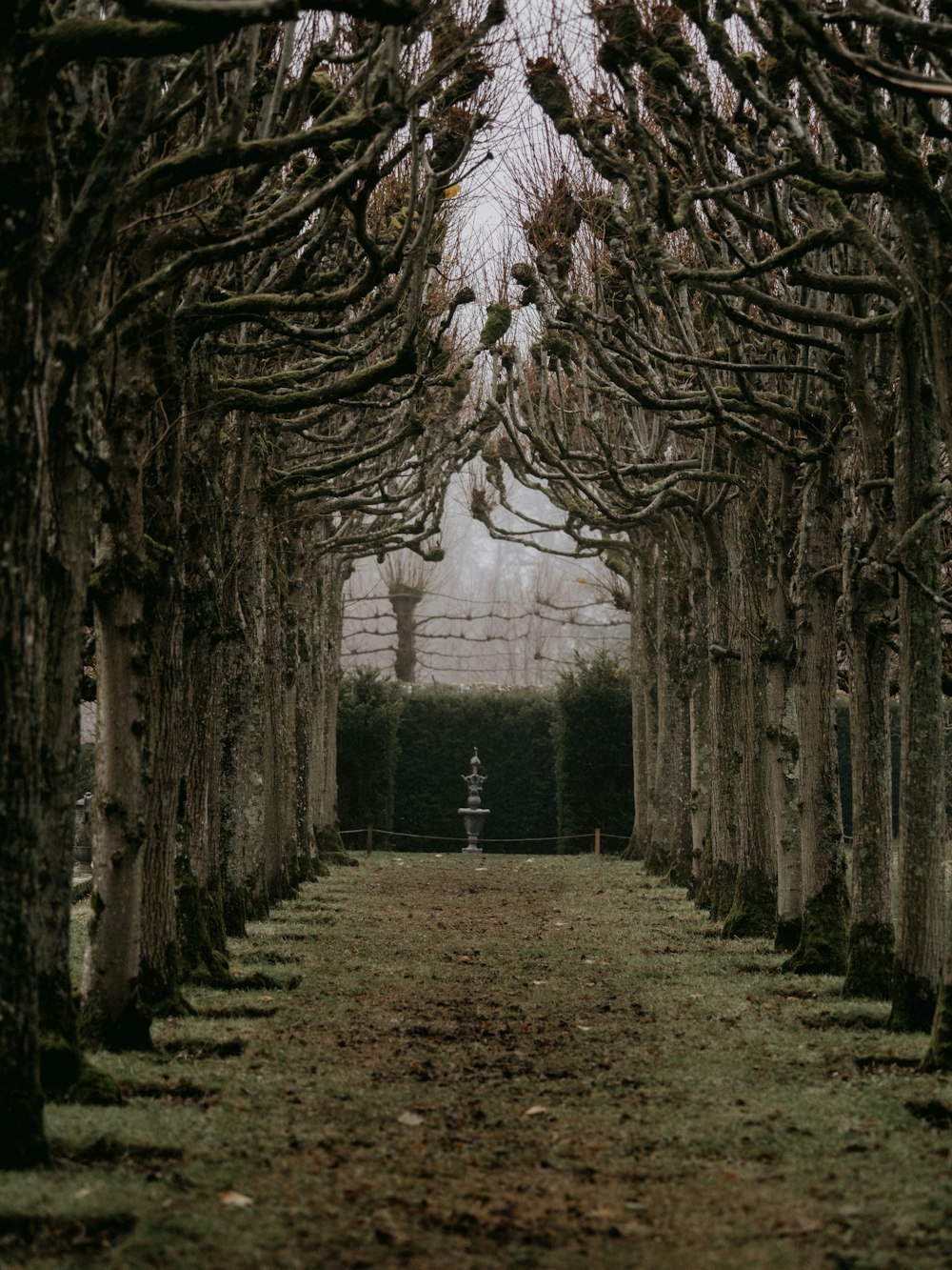 grayscale photo of trees on forest