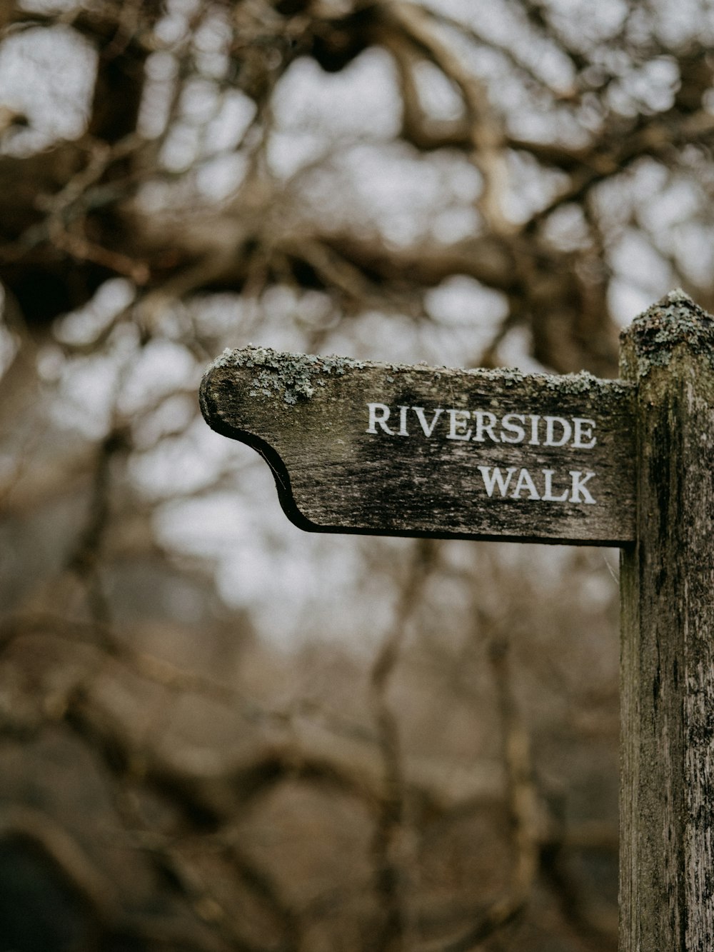 brown wooden signage on brown tree branch during daytime