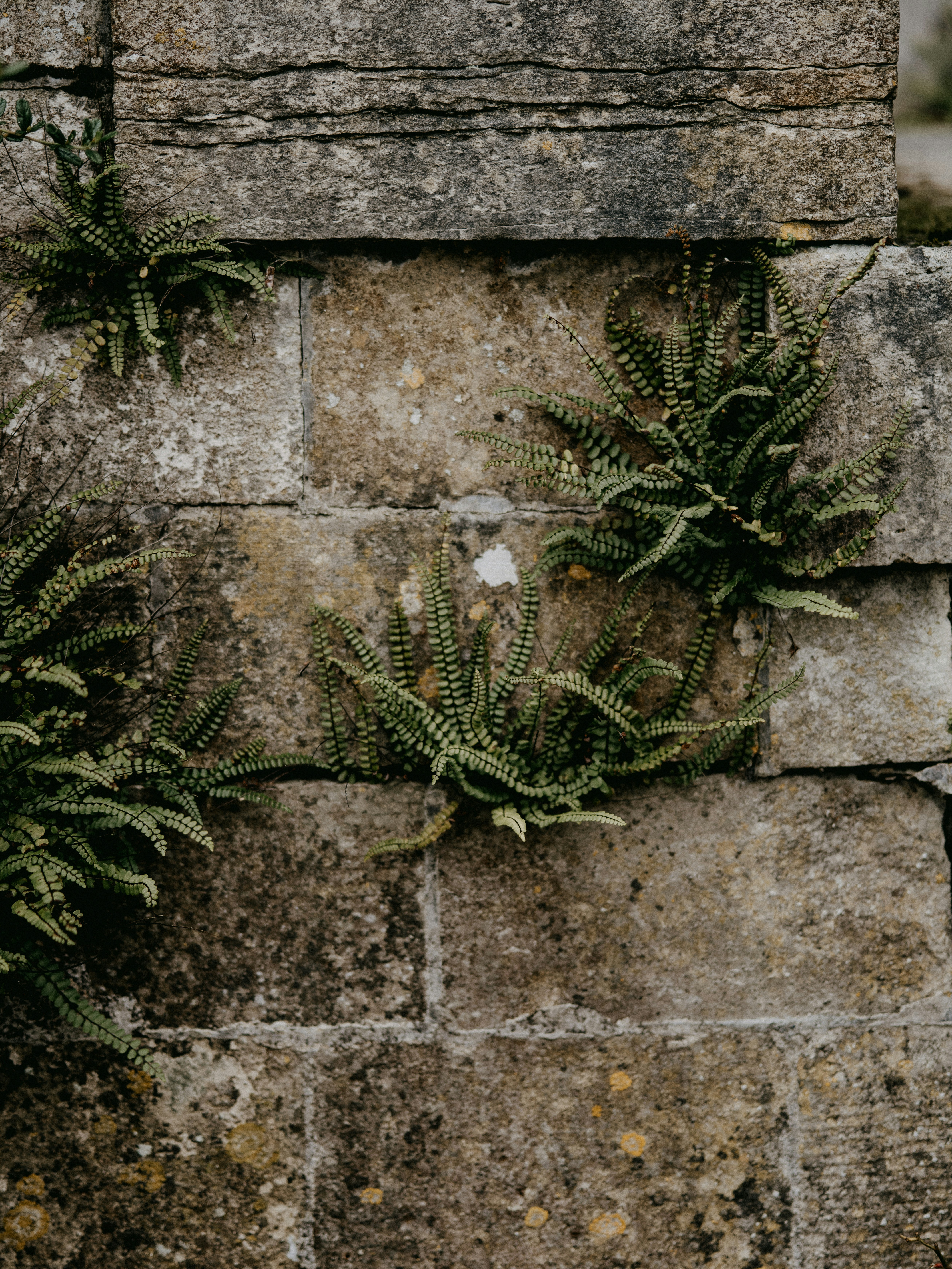 green plant on grey brick wall