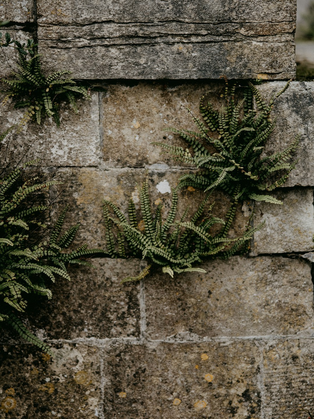 green plant on grey brick wall