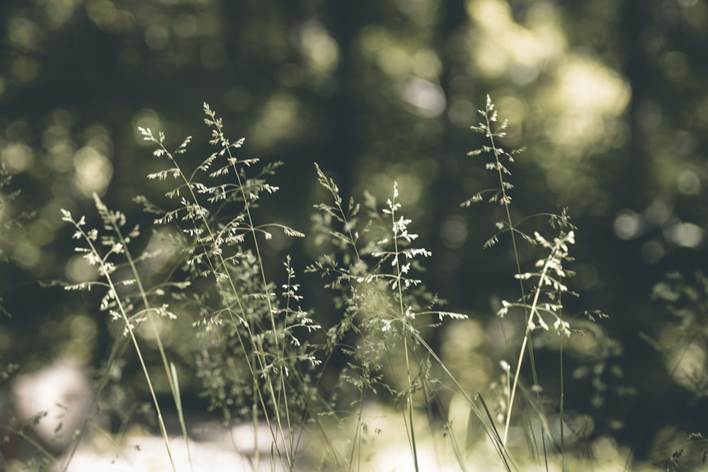 green grass field during daytime