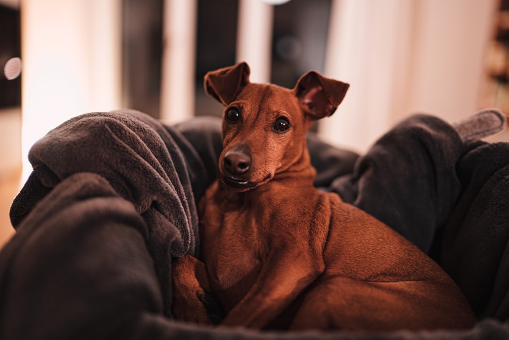 brown short coated dog on gray textile