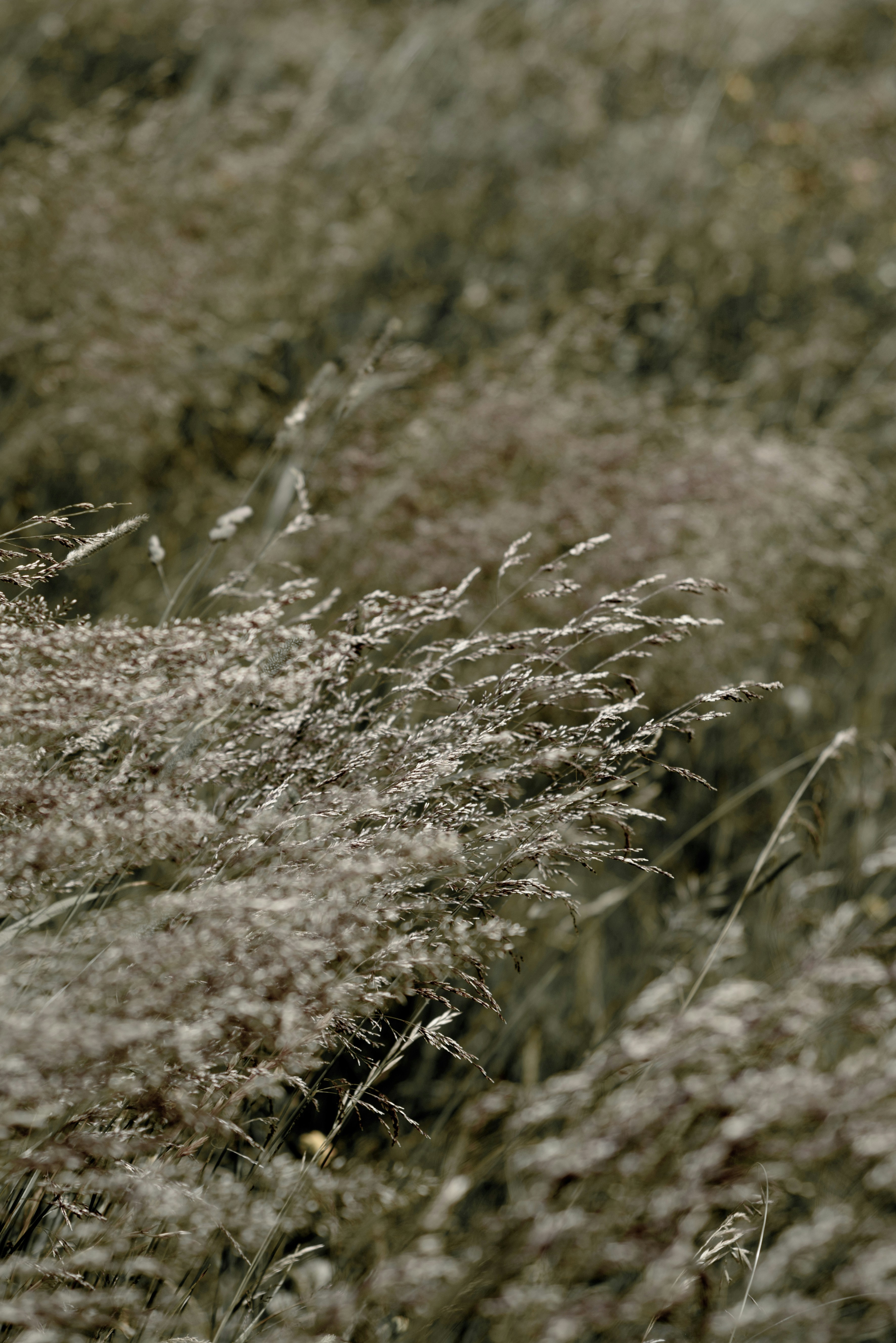 Photo by lauraadaiphoto