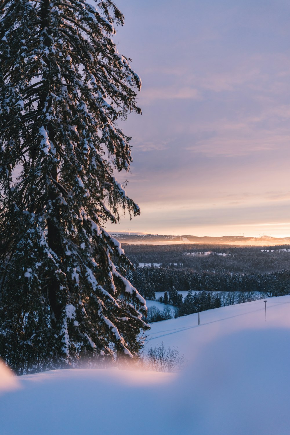 a view of a snow covered hill with a tree in the foreground