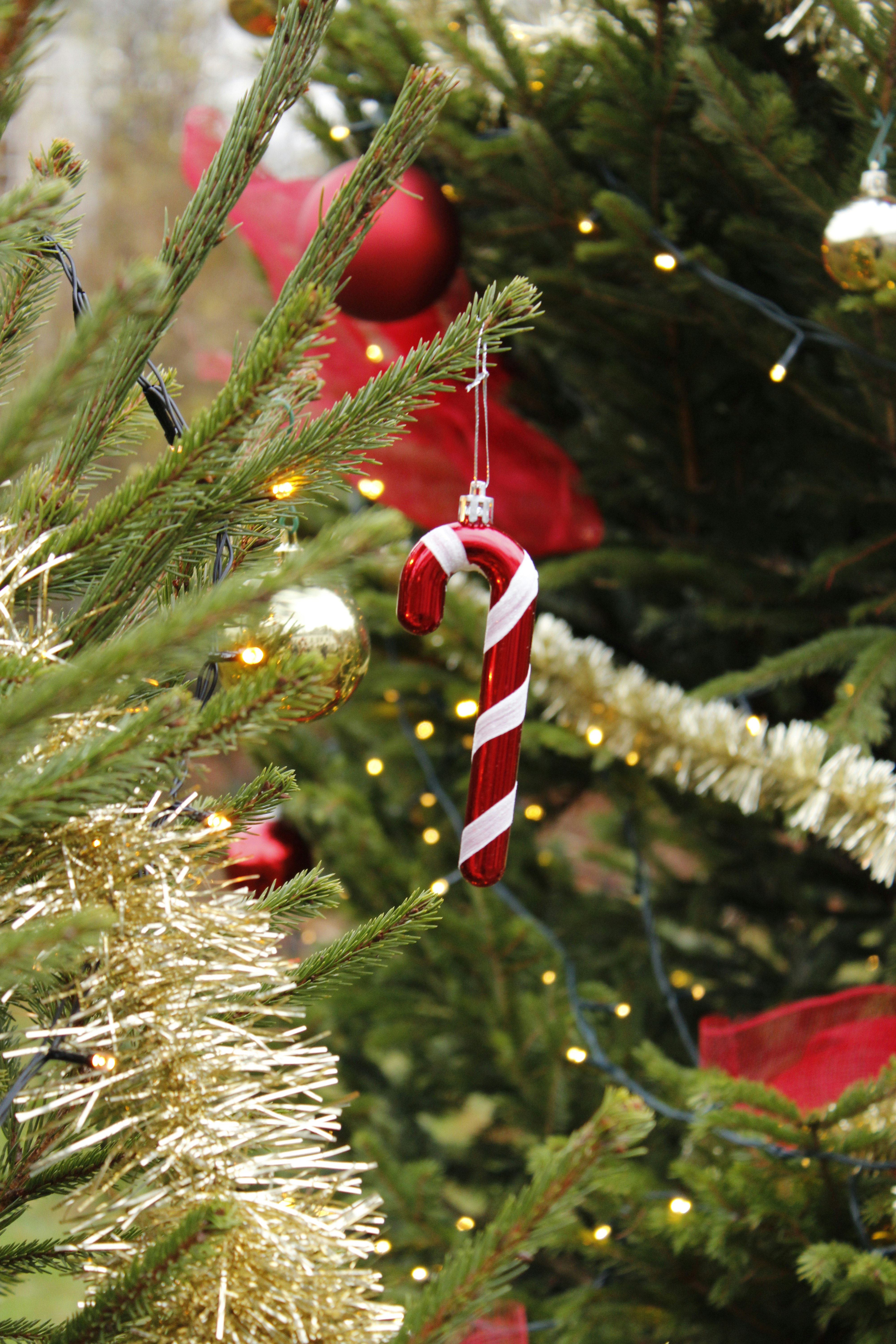 red and white candy cane on brown tree