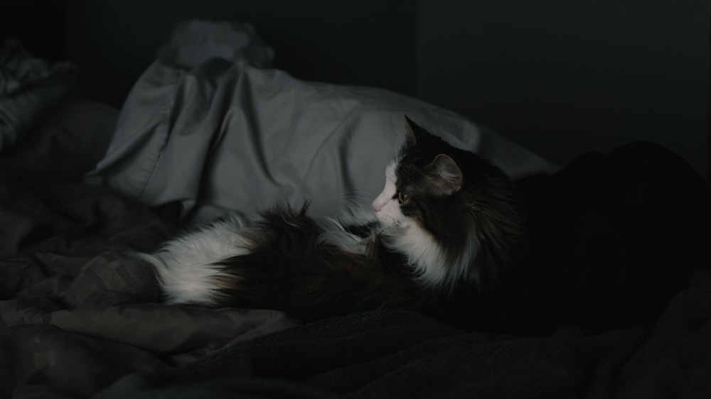 ベッドに横たわるタキシード猫