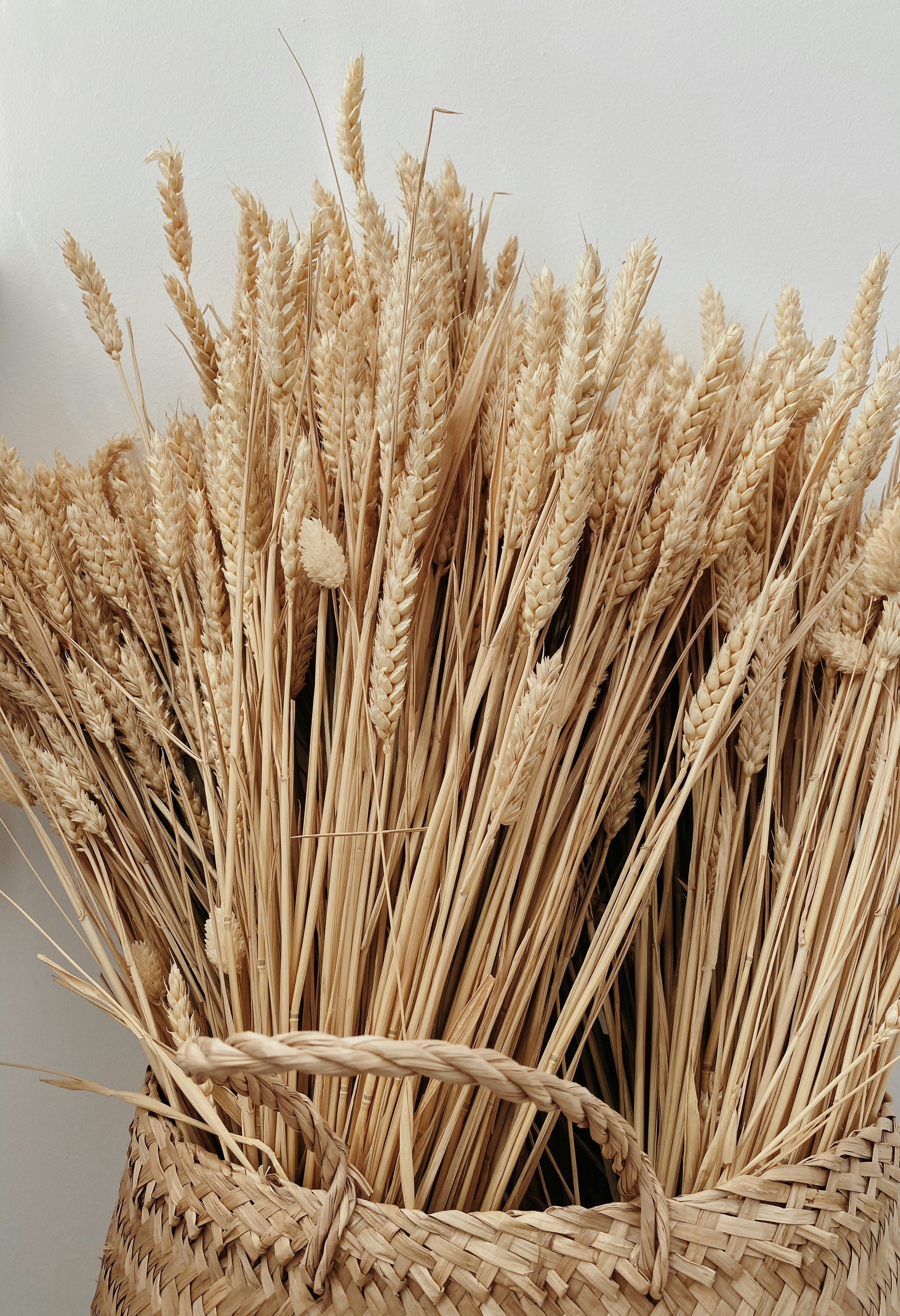 brown wheat in close up photography