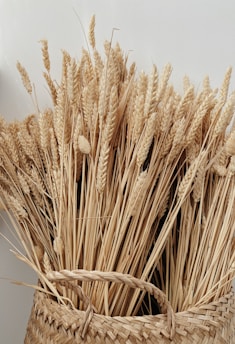 A basket filled with vibrant golden wheat stalks ready for harvest