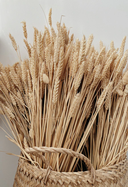 A rustic wooden basket filled with freshly harvested golden wheat stalks in a sunlit field.