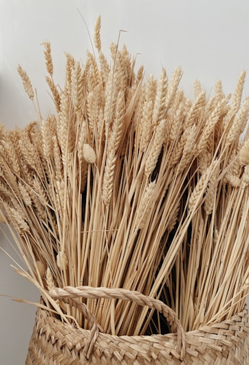 A bundle of dried wheat stalks is placed upright in a woven basket. The wheat is tall and golden, with well-defined kernels and long slender stems, giving a rustic and natural appearance.