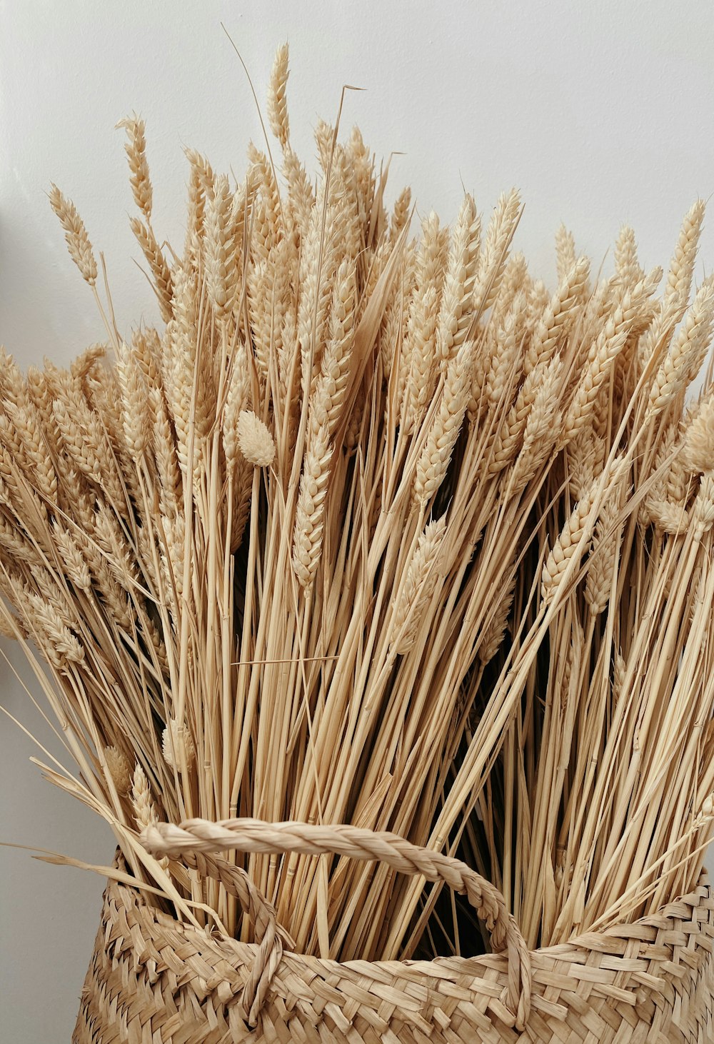 brown wheat in close up photography