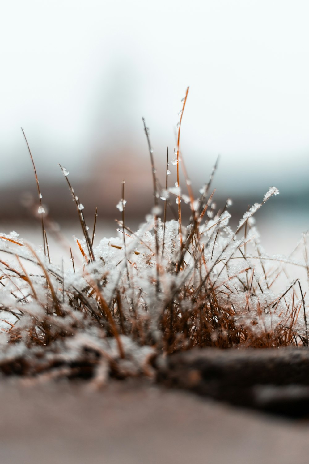 brown grass in tilt shift lens