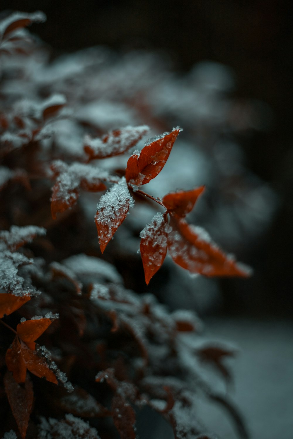 brown leaves on black rock