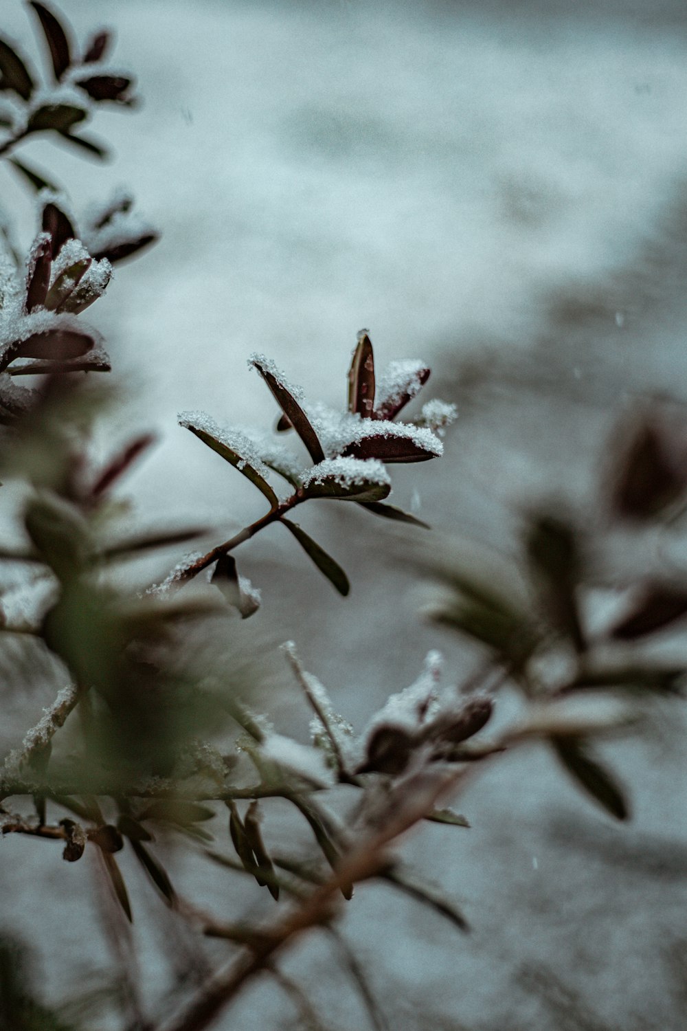 green and white plant in close up photography