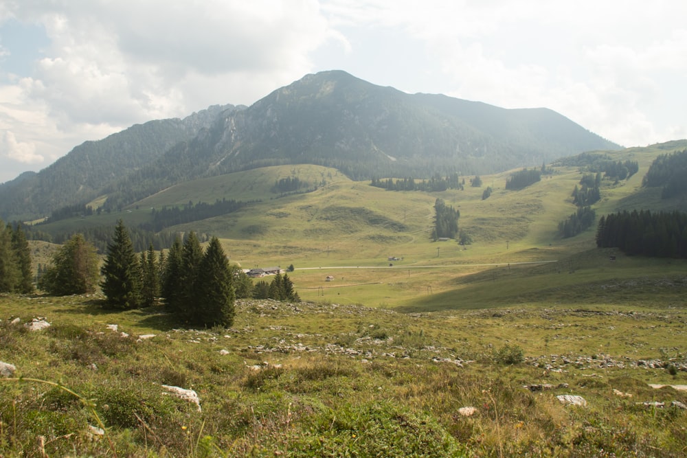 green grass field near green trees and mountain during daytime