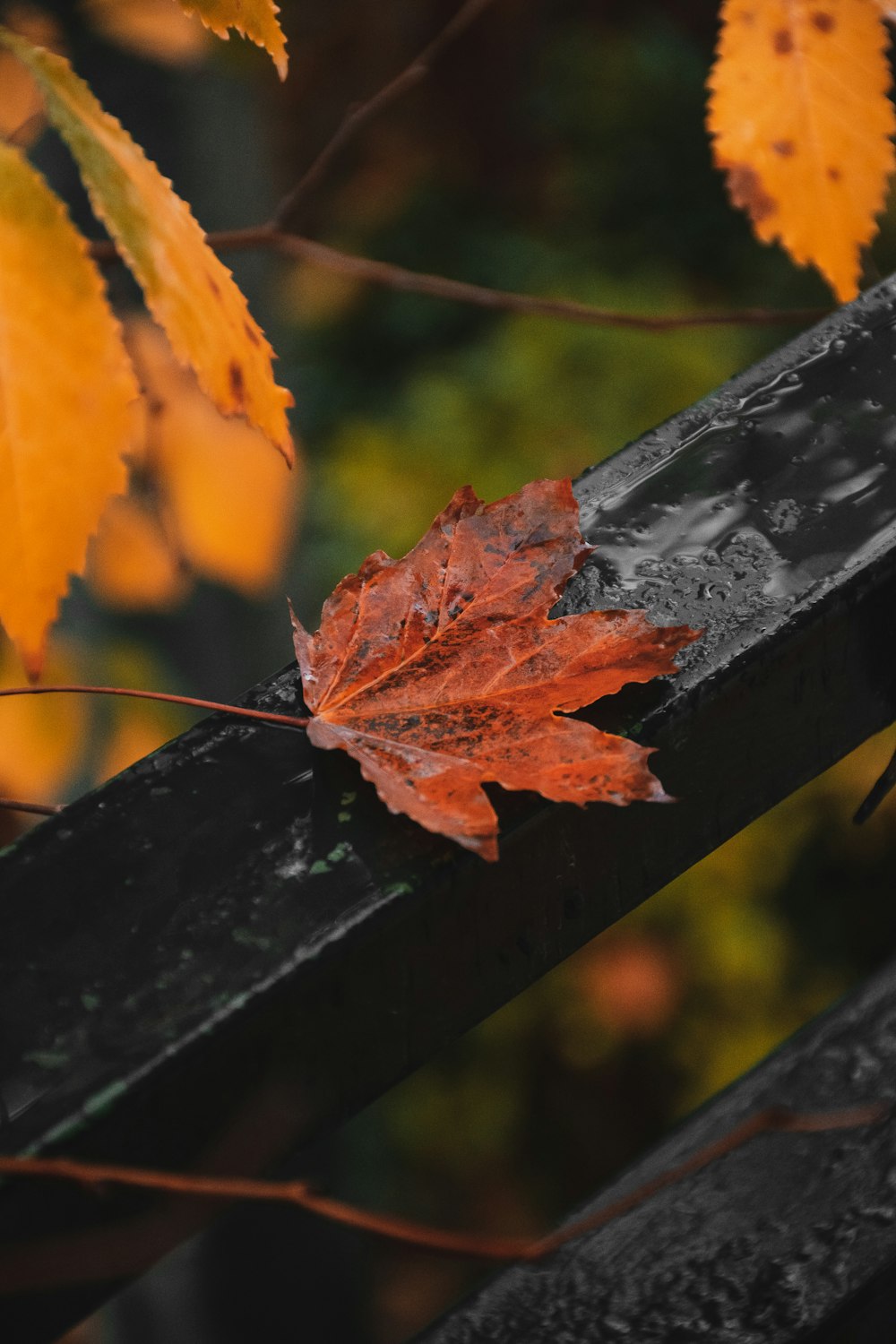 orange maple leaf on black wooden fence