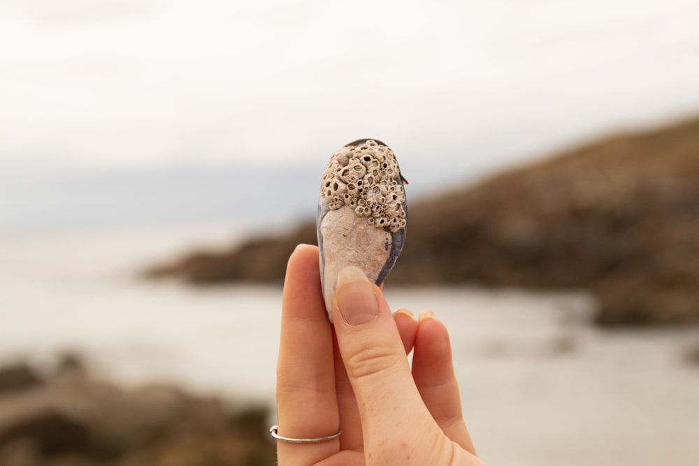 brown and white owl on persons hand