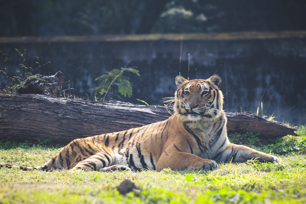 brown tiger lying on green grass during daytime