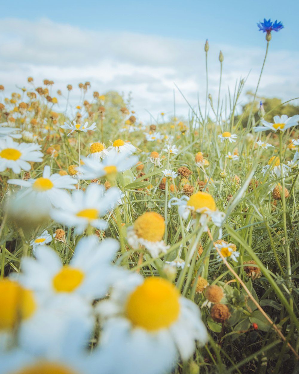 white and yellow flowers on green grass field during daytime