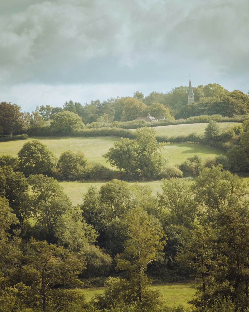 green trees on green grass field during daytime