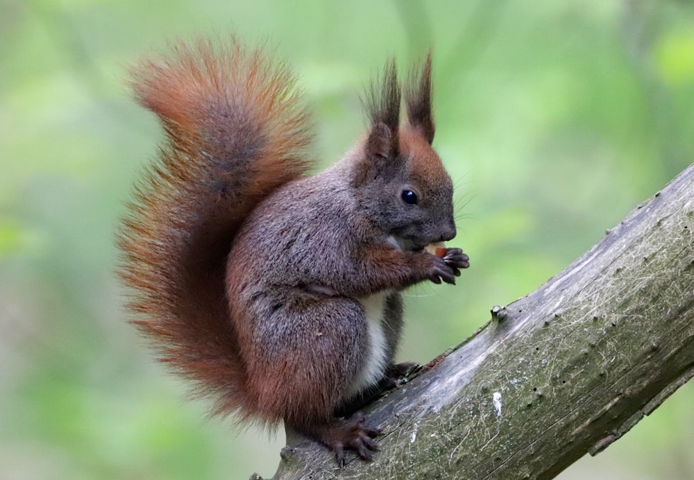 brown squirrel on tree branch during daytime