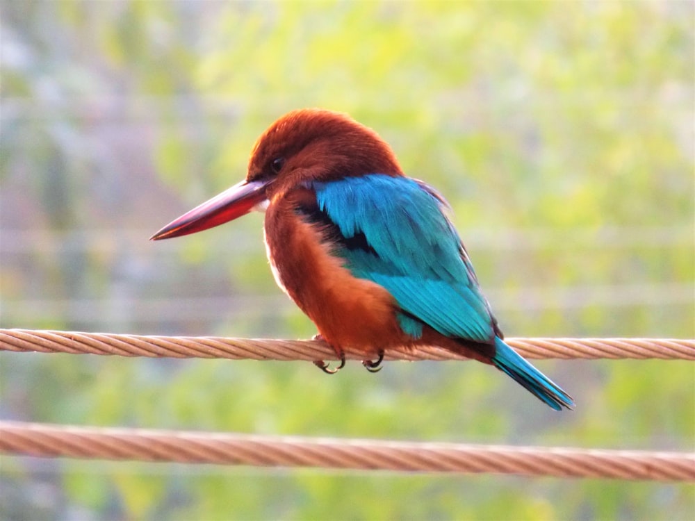 blue and brown bird on brown rope during daytime