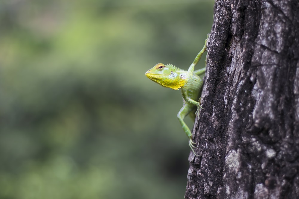 green lizard on brown tree trunk