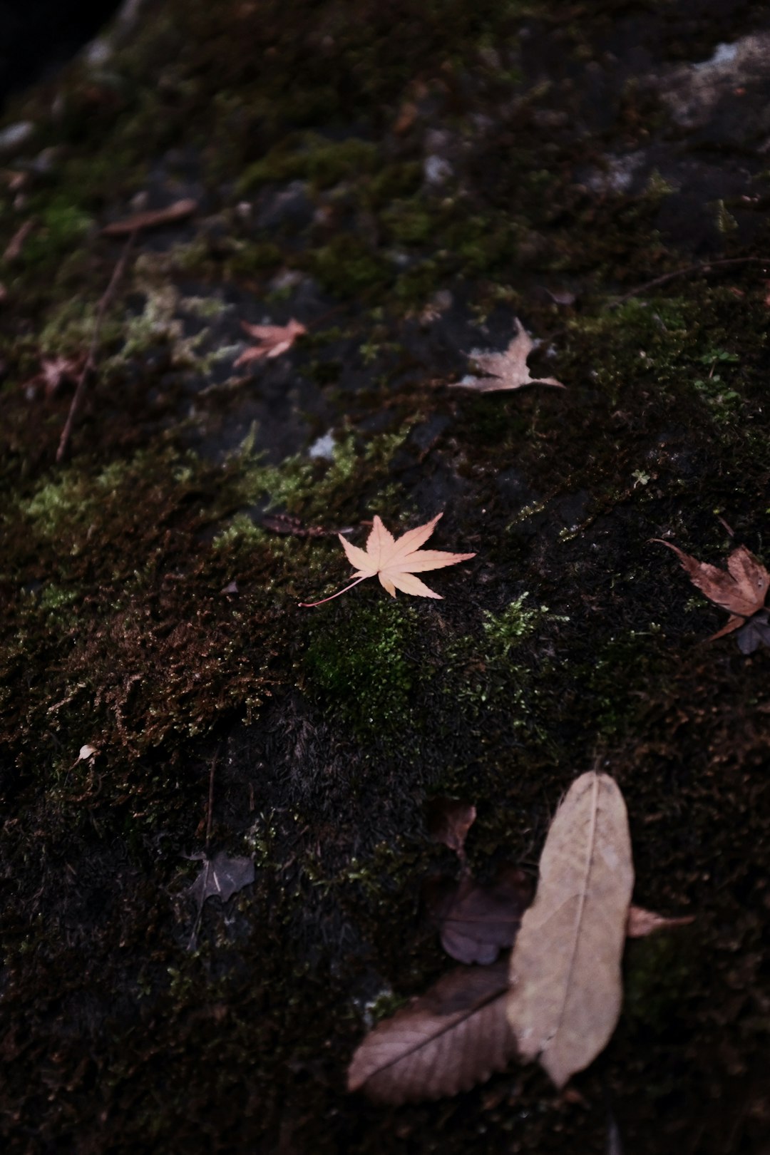 brown maple leaf on ground