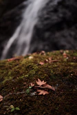 A close-up of a waterfall cascading over moss-covered stones surrounded by ferns.
