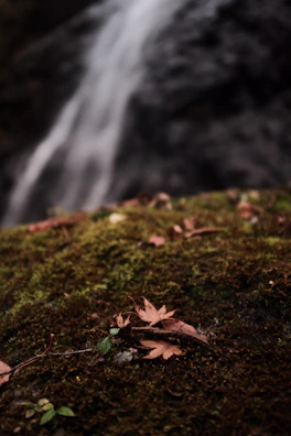 A close-up of a waterfall cascading over moss-covered stones surrounded by ferns.