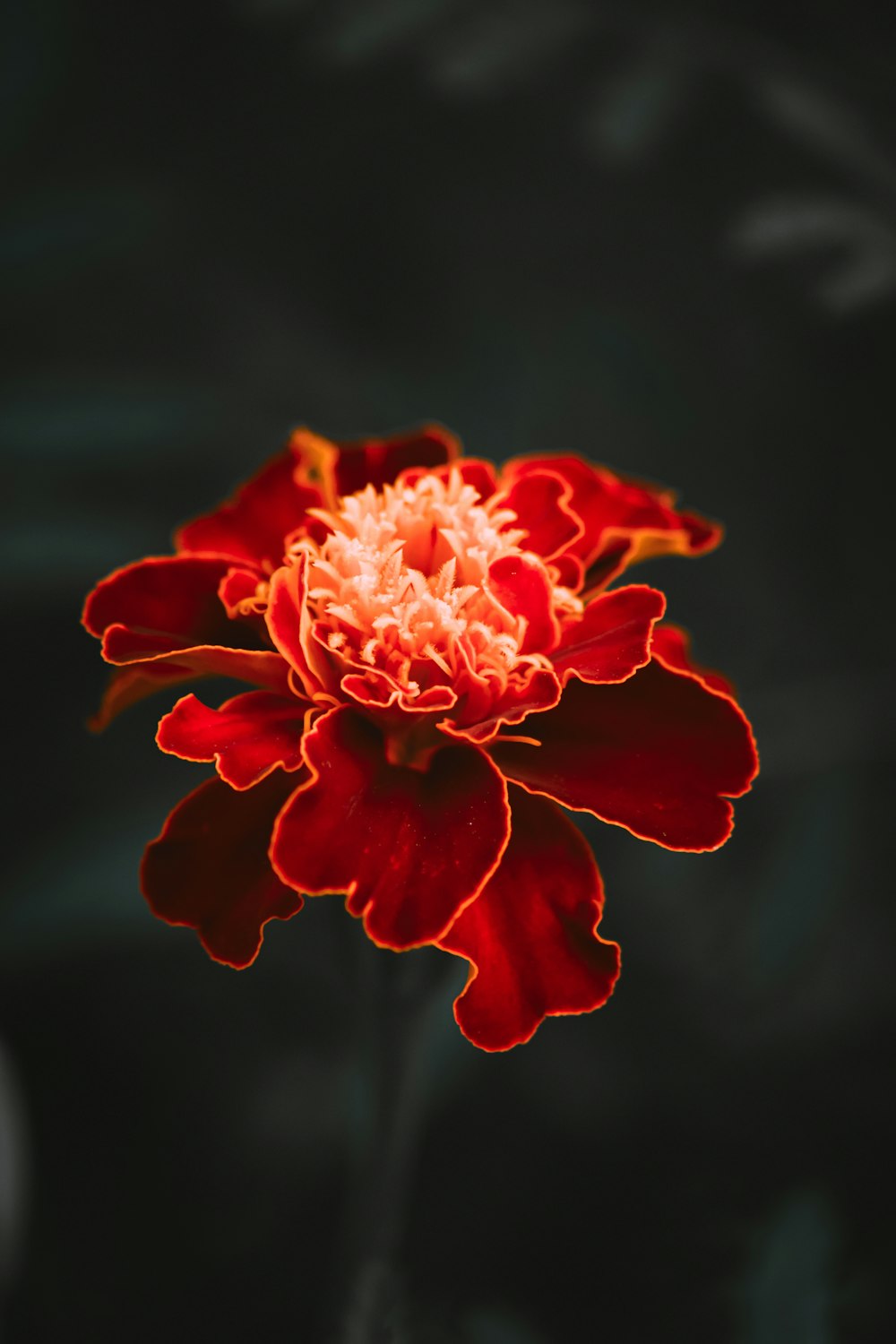 red flower in tilt shift lens