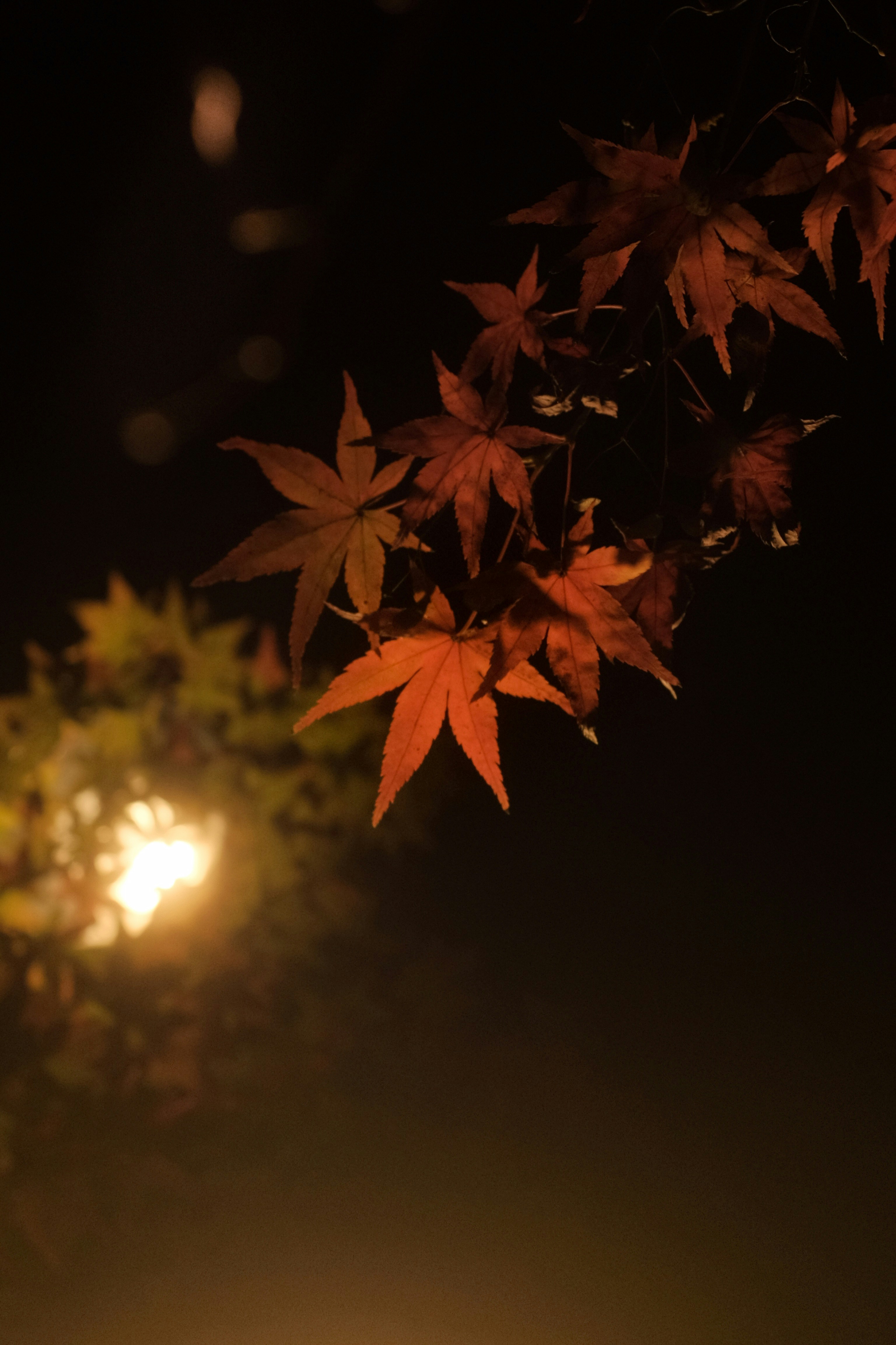 Rural autumn illumination in Japan