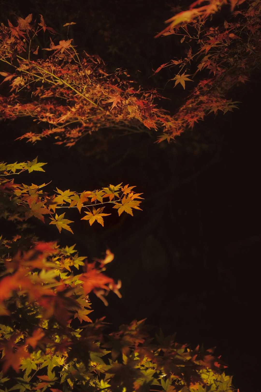 yellow and red maple leaves