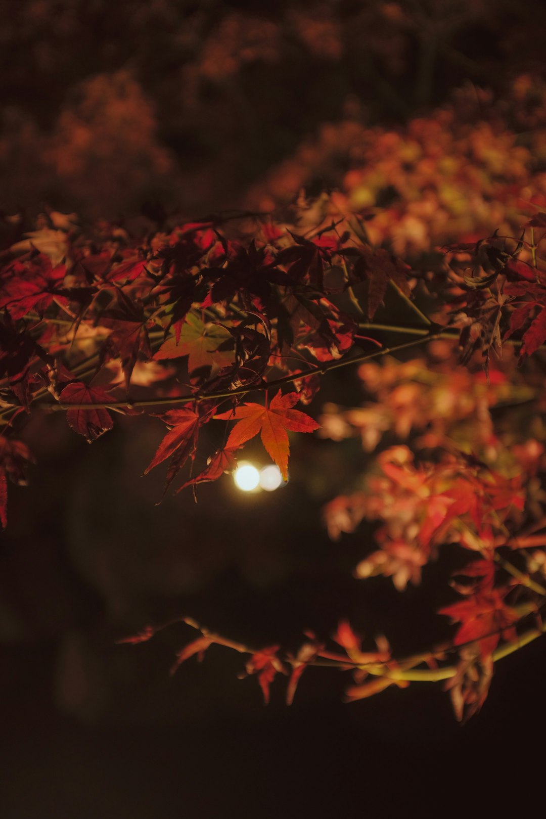 red leaves on brown tree branch during daytime