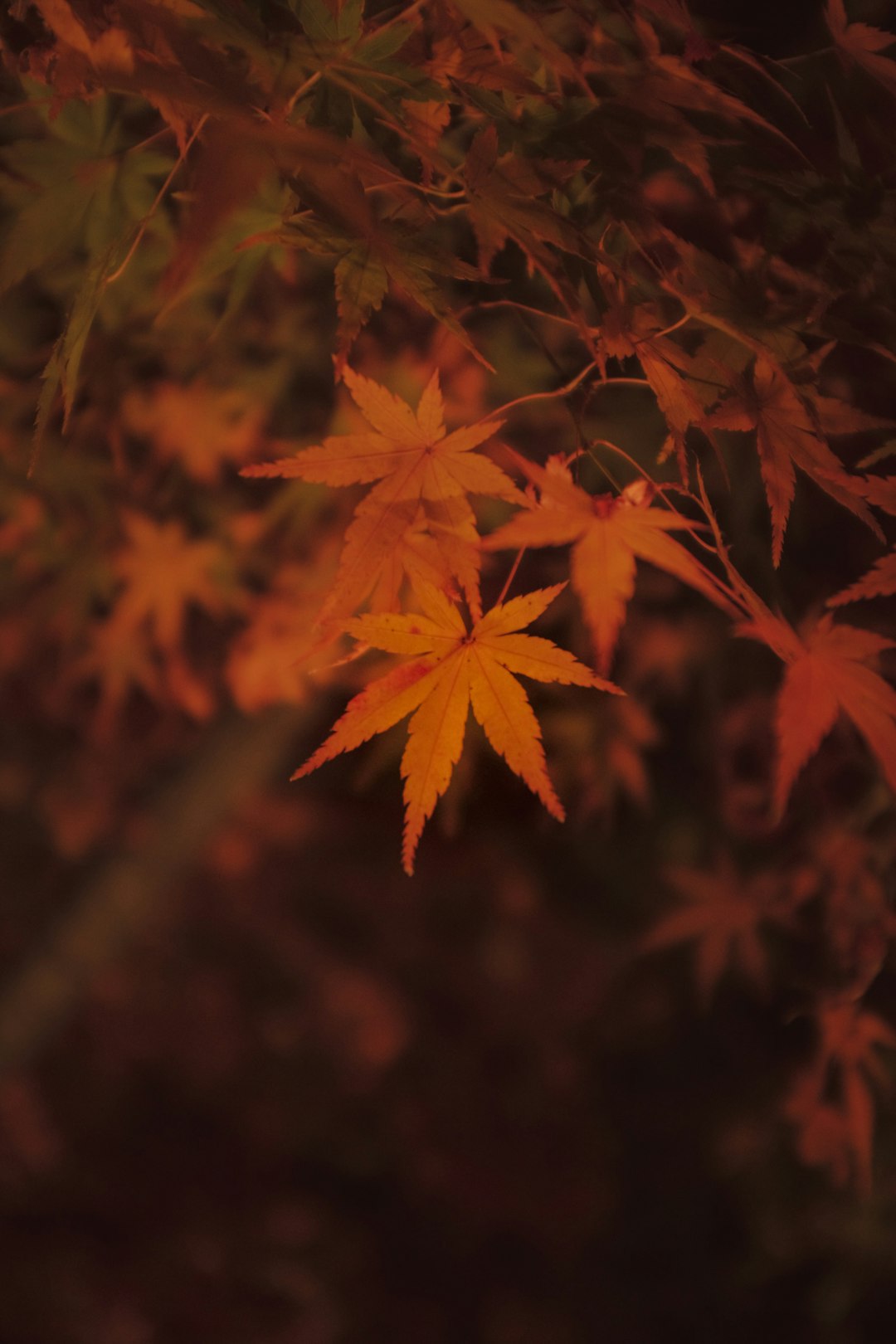 red maple leaves in close up photography