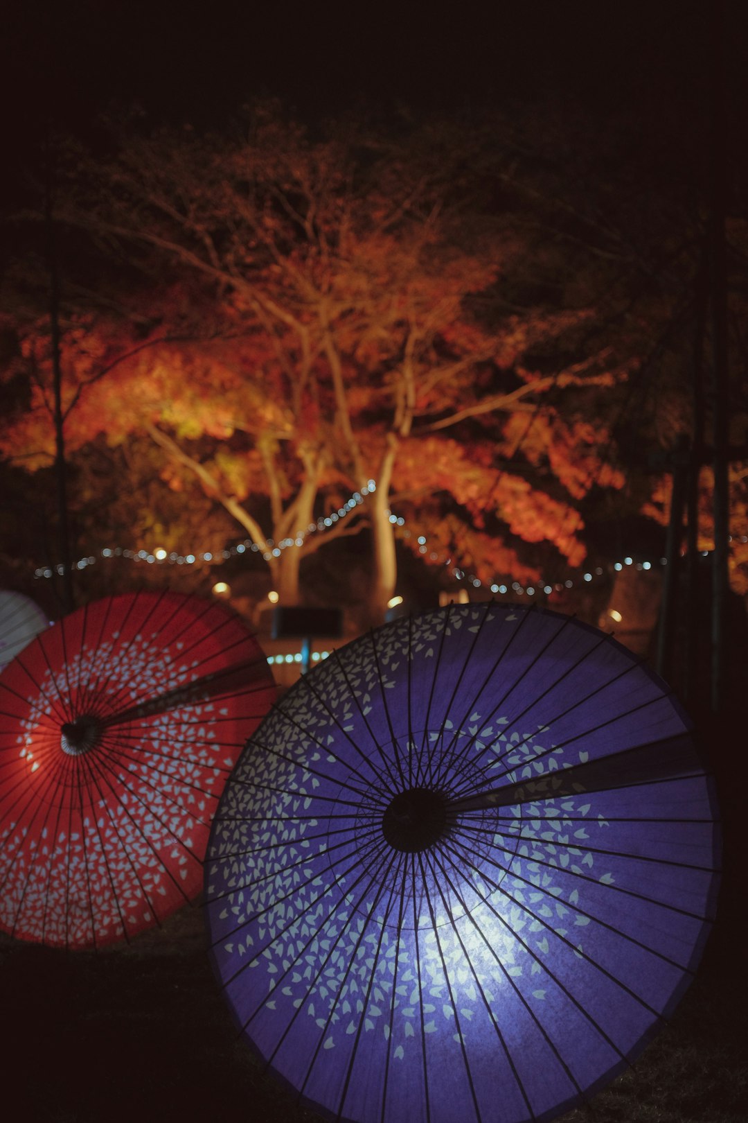 red umbrella near brown trees during night time