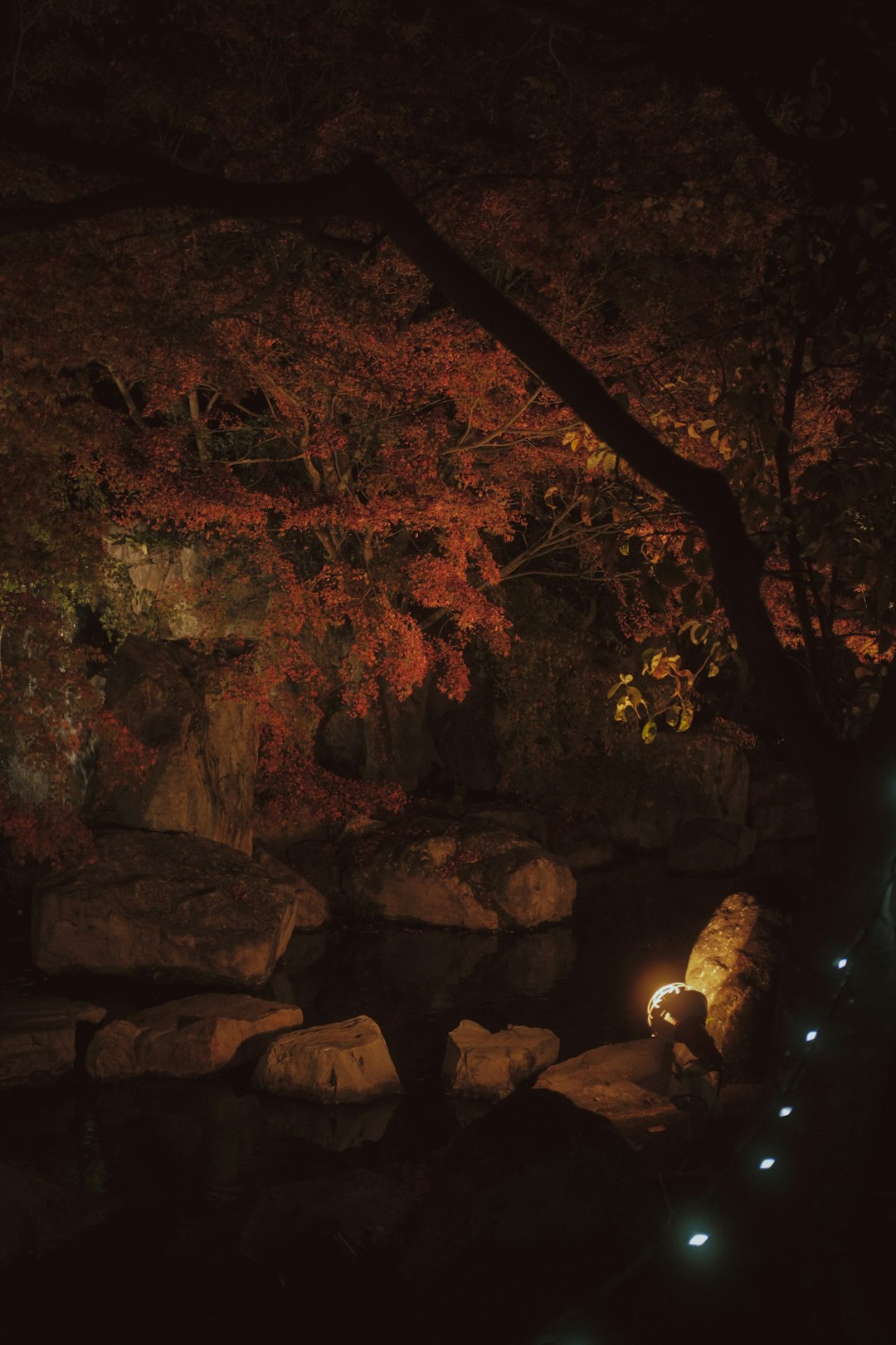 brown rocks near trees during night time