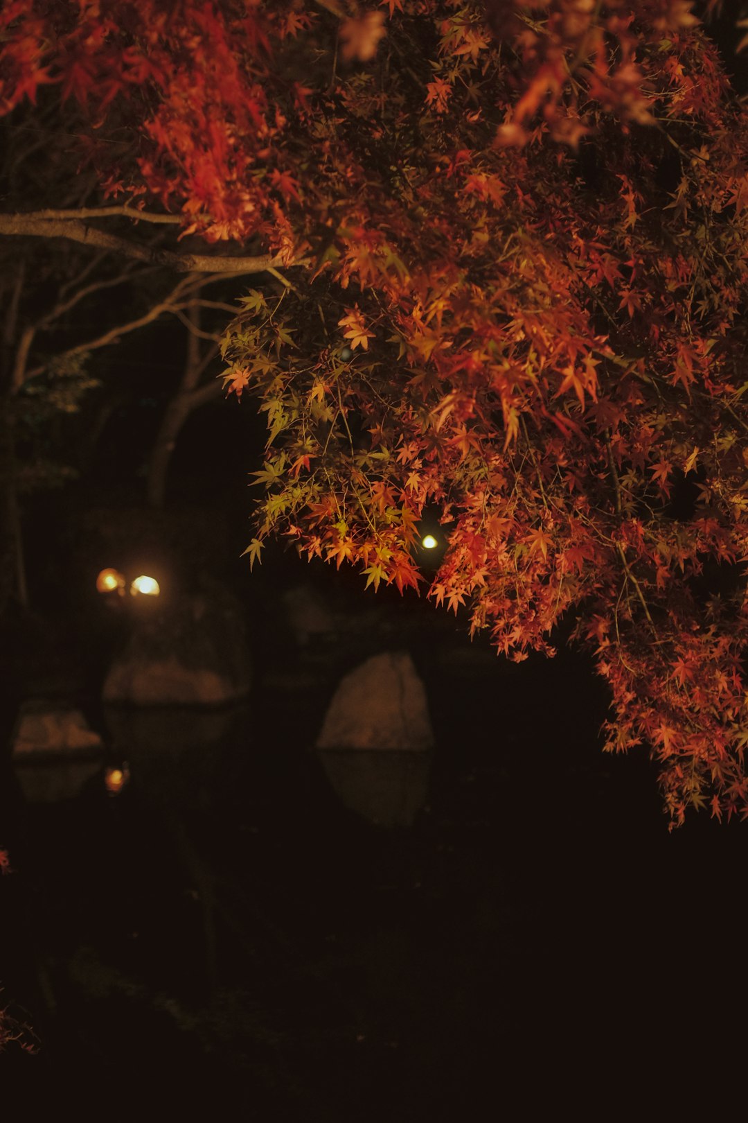 red and green leaves tree during night time