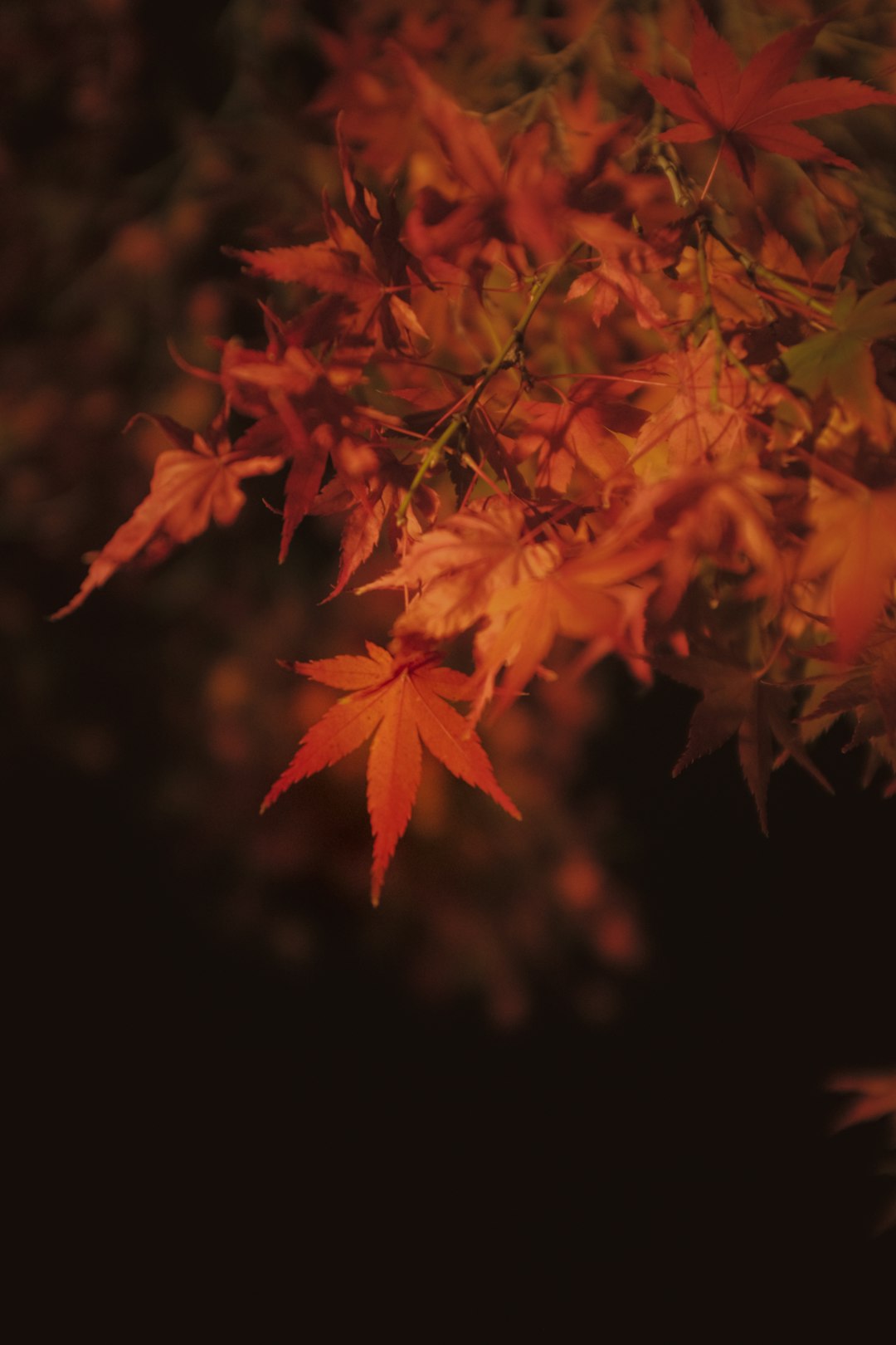 red maple leaves in dark room