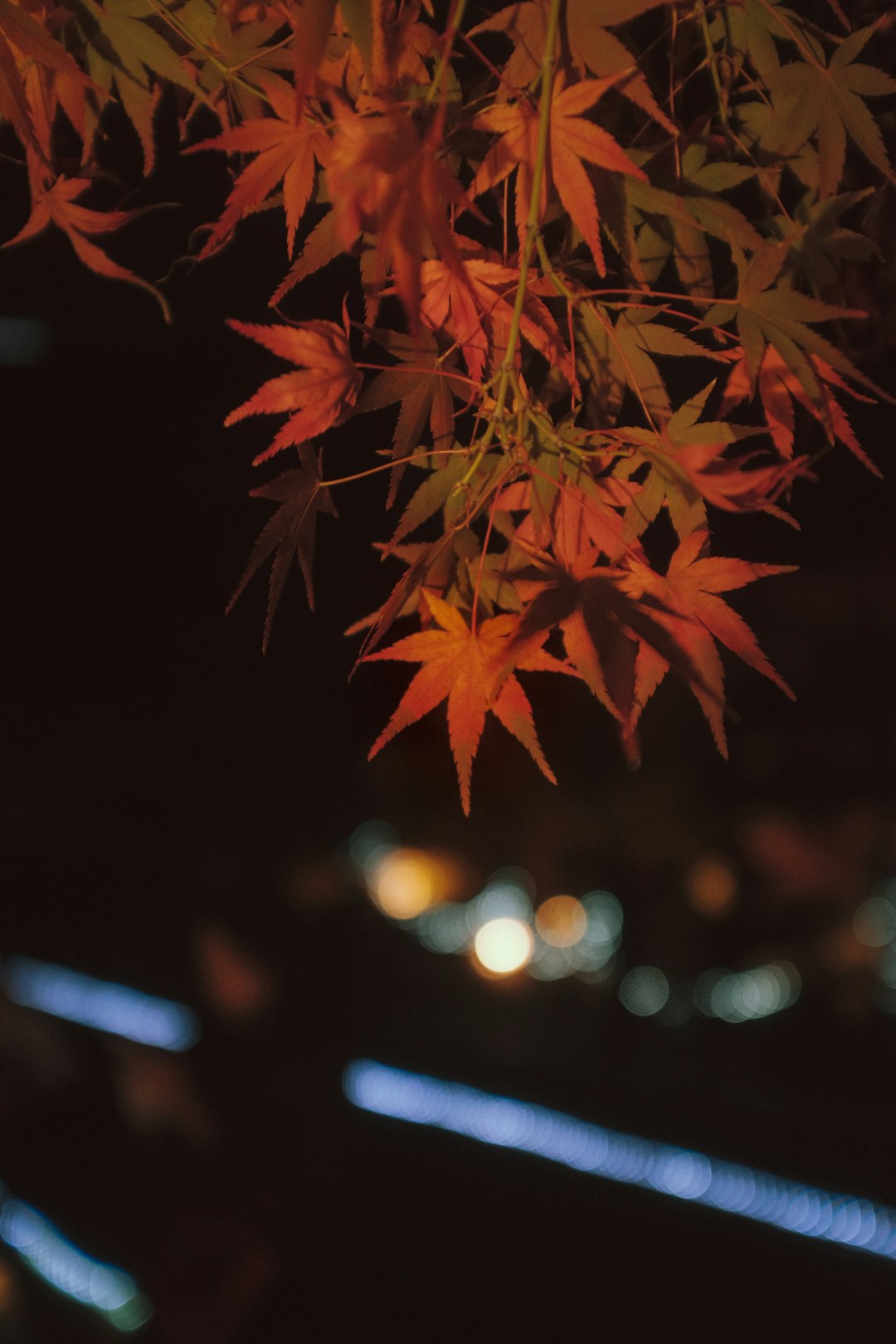 red maple leaves during night time