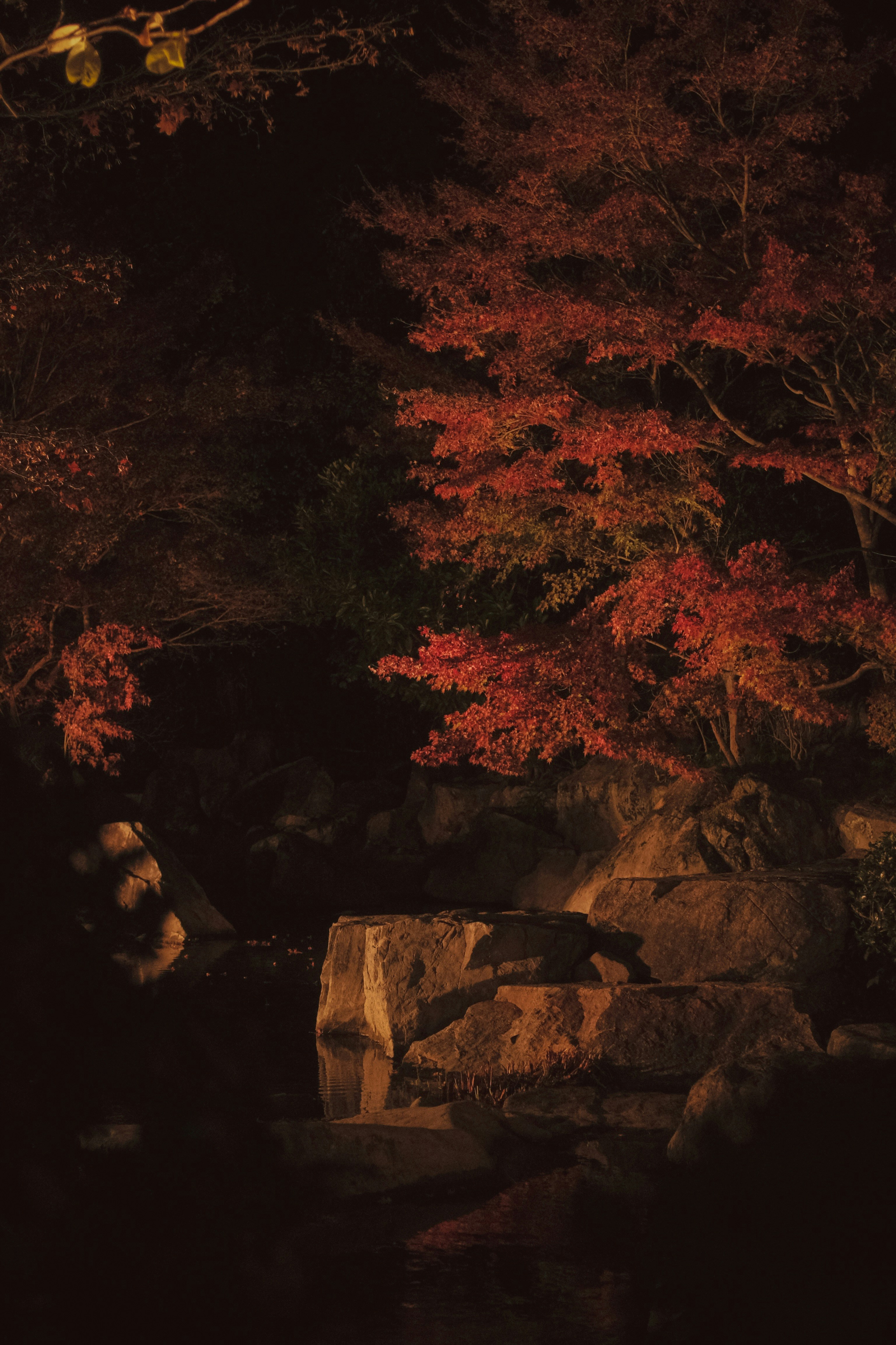 Mifuneyama Rakuen projection mapping illuminated forest Saga