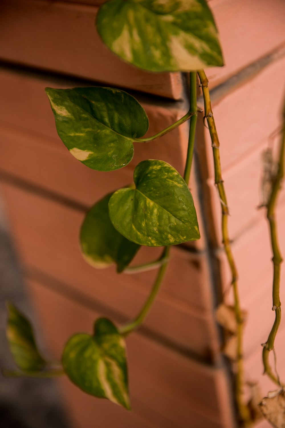 green leaves on brown stem