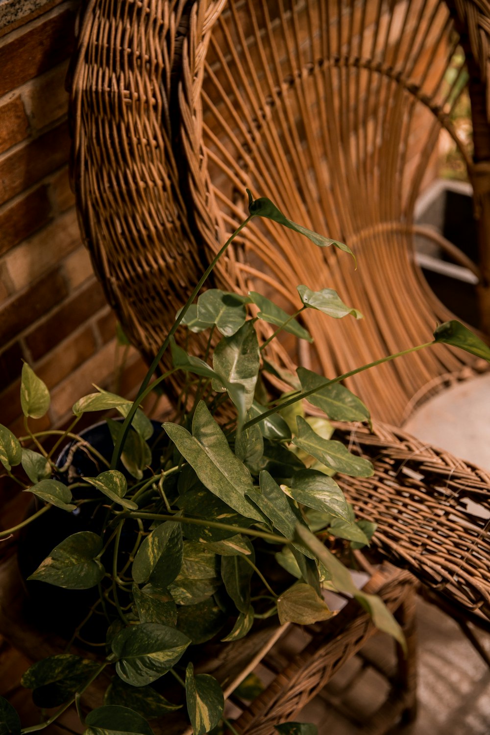 green plant on brown woven basket