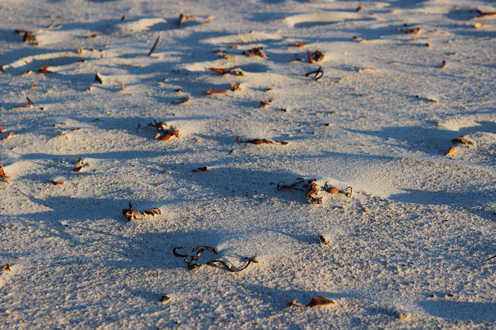 black and white stones on white sand during daytime