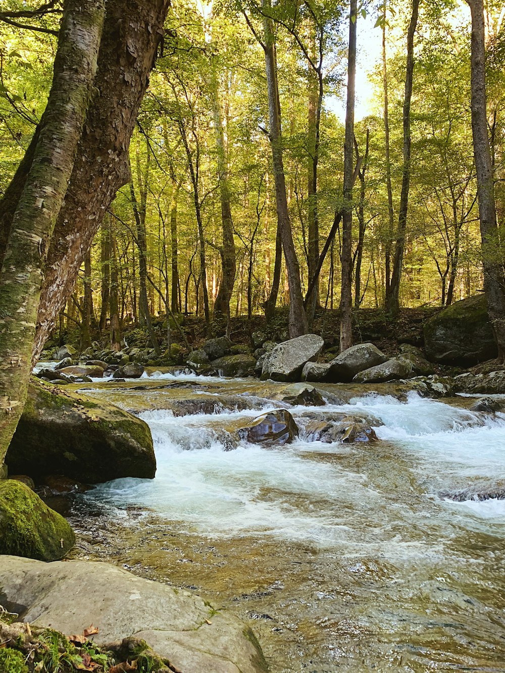 rio no meio da floresta durante o dia