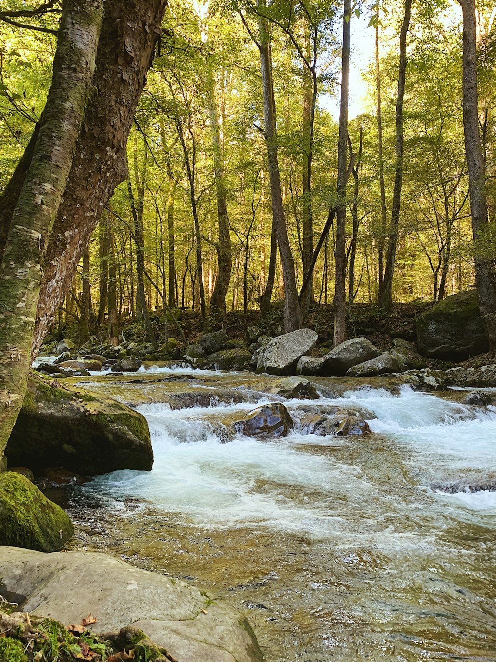 Fluss mitten im Wald tagsüber