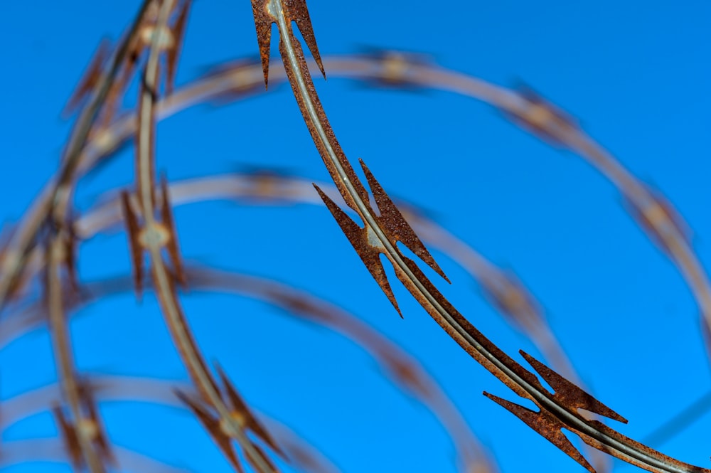 brown plant under blue sky during daytime